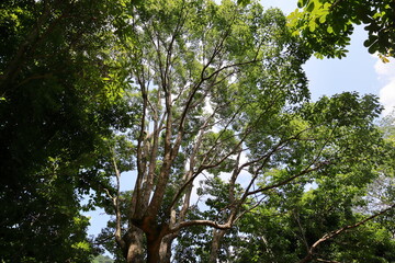 Fototapeta premium 公園に植えられたクスノキ