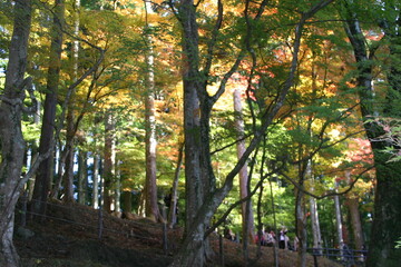 秋の観光、箕面公園（日本）