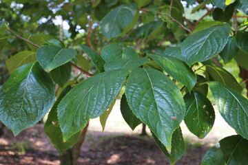 公園に植えられたトチュウの木