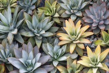 Obraz premium A variety of colorful succulents in a garden setting.