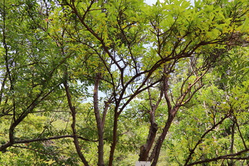 Obraz premium 公園の薬草園に植えられたユズの木