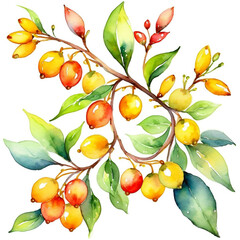 Hypericum berries christmas decor watercolor with white background