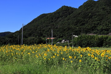 夏の青空とひまわり畑