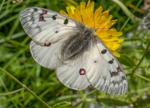 Parnassius phoebus