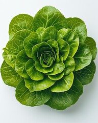 Obraz premium branches green lettuce Tropical Leafy Assortment Colorful Botanical Harmony Diverse Nature's Foliage Exotic Leaves Collection Lush Greenery and Botanicals