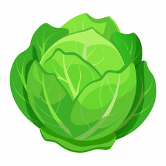 Obraz premium cabbage vector white background
