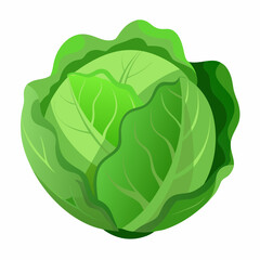 Obraz premium cabbage vector white background