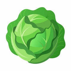 Obraz premium cabbage vector white background