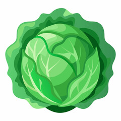Obraz premium cabbage vector white background