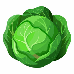 Obraz premium cabbage vector white background