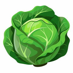 Fototapeta premium cabbage vector white background