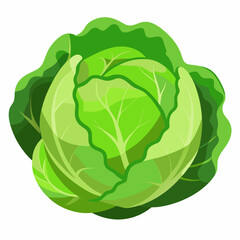 Fototapeta premium cabbage vector white background