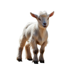 Fototapeta premium Baby goat on transparent background Generative AI 