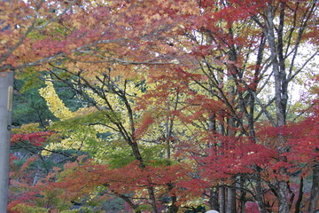 秋の箕面公園（日本）