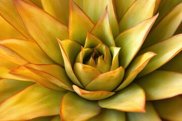 Fototapeta premium Close-up of a vibrant succulent plant.
