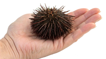 hand of a hand holding a sea urchin