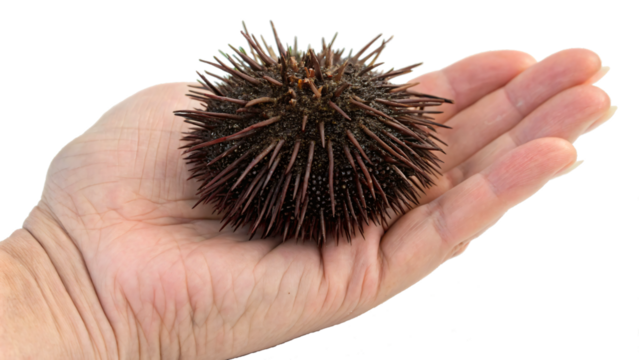 hand of a hand holding a sea urchin