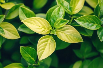 Fototapeta premium Close-up of vibrant green leaves in natural light.