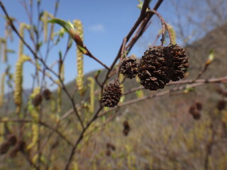 Alder flowers and spikes used for greening plants