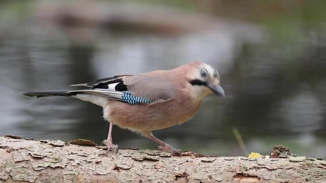 Eichelh&auml;her (Garrulus glandarius)    