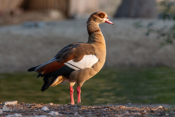 
"Radiant Splendor: A Colorful Duck at Golden Hour"