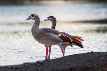 
"Radiant Splendor: A Colorful Duck at Golden Hour"