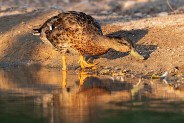 
"Radiant Splendor: A Colorful Duck at Golden Hour"