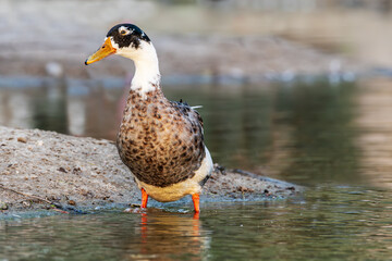 
"Striking a Pose: The Graceful Duck"