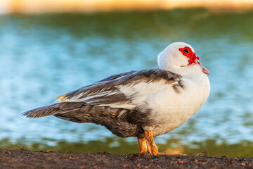 "Majestic Muscovy: A Graceful Pose"