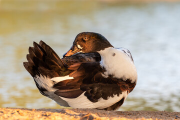 "Radiant Splendor: A Colorful Duck at Golden Hour"
