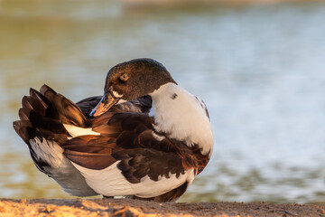 "Radiant Splendor: A Colorful Duck at Golden Hour"