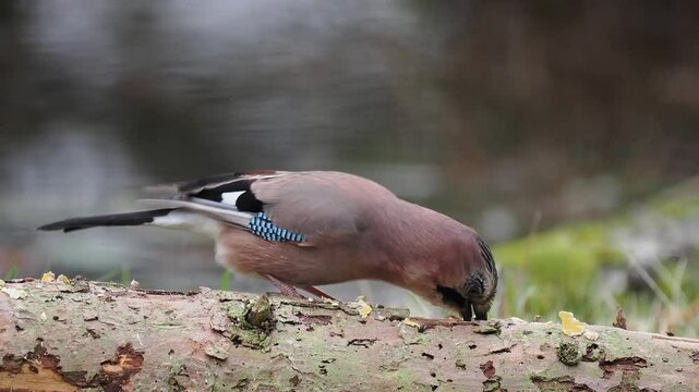 Eichelh&auml;her (Garrulus glandarius)    