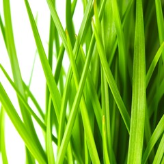 Fototapeta premium Close-up of Green Grass Blades Against White Background