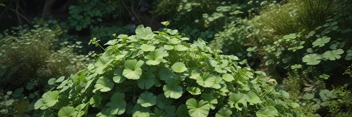 Aerial view of a Centella Asiatica plant growing in a densely vegetated forest environment, centella asiatica, greenery, nature photography