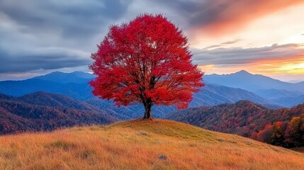 Obraz premium Majestic Autumn Tree on Mountaintop at Sunset