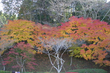 紅葉（日本）