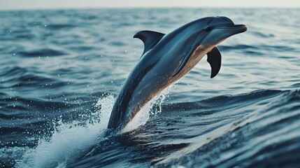Obraz premium Powerful Dolphin Jumping Out of Turquoise Ocean Waves
