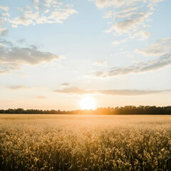 Golden Wheat Field Sunset Landscape