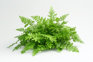 Fototapeta premium Lush green fern arrangement on a white background.