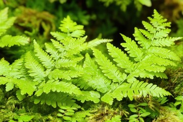 Fototapeta premium Lush green fern leaves on a mossy surface.