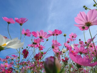 三野町吉津のコスモス畑2024【香川県三豊市三野町吉津】15