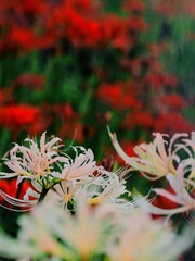 法泉寺の彼岸花2024【香川県観音寺市2