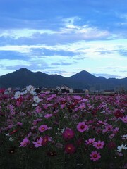 三野町吉津のコスモス畑2024【香川県三豊市三野町吉津】16