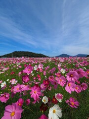 三野町吉津のコスモス畑2024【香川県三豊市三野町吉津】14