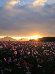 三野町吉津のコスモス畑2024【香川県三豊市三野町吉津】7