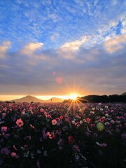 三野町吉津のコスモス畑2024【香川県三豊市三野町吉津】6