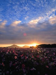 三野町吉津のコスモス畑2024【香川県三豊市三野町吉津】5