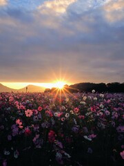 三野町吉津のコスモス畑2024【香川県三豊市三野町吉津】4