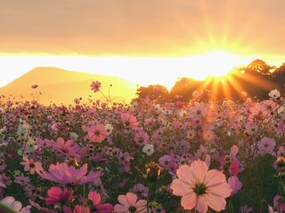 三野町吉津のコスモス畑2024【香川県三豊市三野町吉津】3