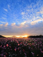 三野町吉津のコスモス畑2024【香川県三豊市三野町吉津】2